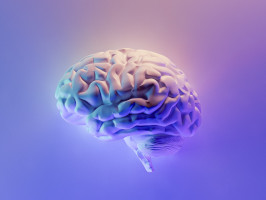 brain