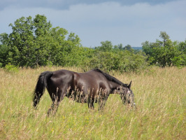 horse-program