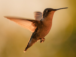 humming bird